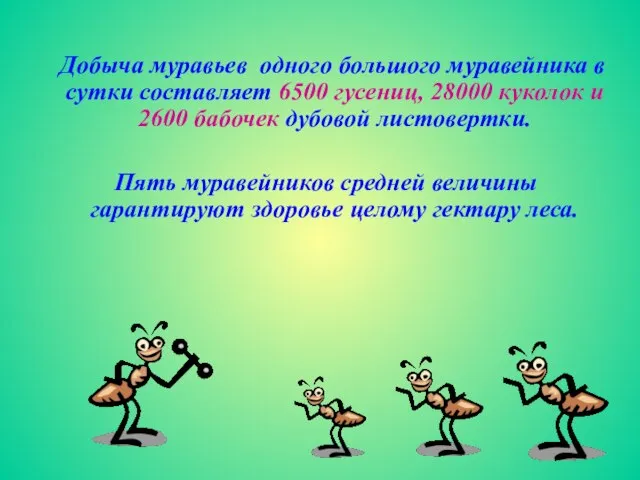 Добыча муравьев одного большого муравейника в сутки составляет 6500 гусениц, 28000 куколок