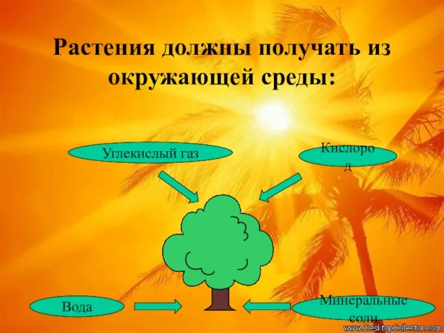 Растения должны получать из окружающей среды: Вода Минеральные соли Углекислый газ Кислород