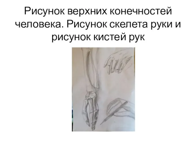 Рисунок верхних конечностей человека. Рисунок скелета руки и рисунок кистей рук