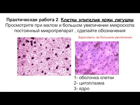 Практическая работа 2 Клетки эпителия кожи лягушки Просмотрите при малом и большом