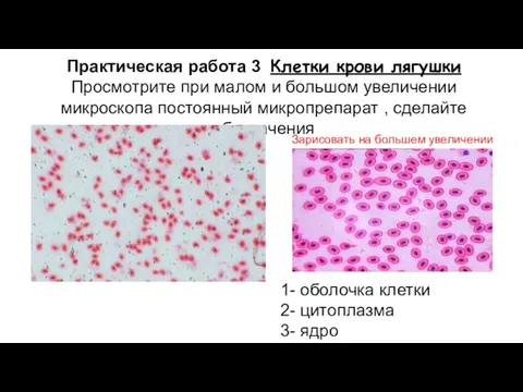 Практическая работа 3 Клетки крови лягушки Просмотрите при малом и большом увеличении