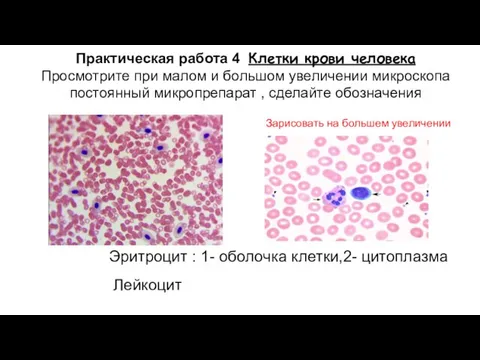 Практическая работа 4 Клетки крови человека Просмотрите при малом и большом увеличении