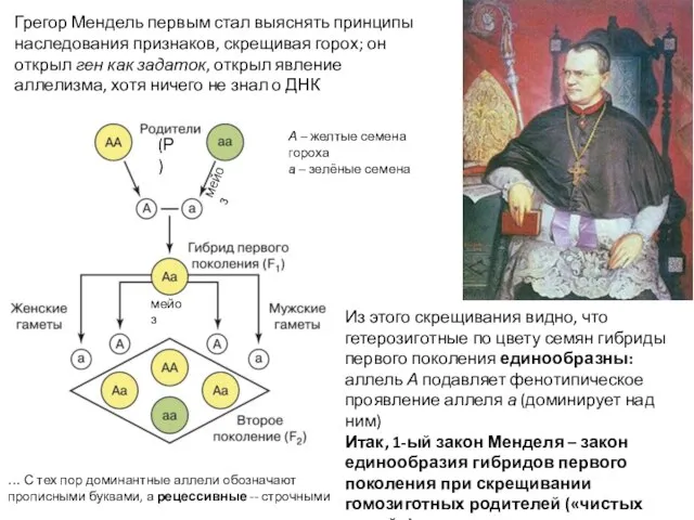 Грегор Мендель первым стал выяснять принципы наследования признаков, скрещивая горох; он открыл