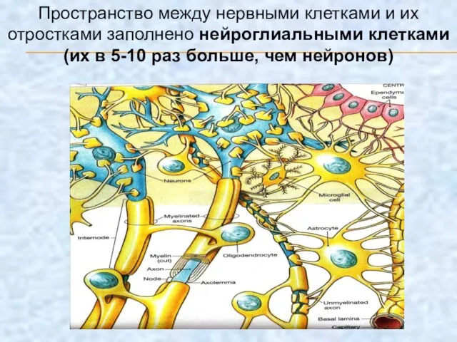 Пространство между нервными клетками и их отростками заполнено нейроглиальными клетками (их в