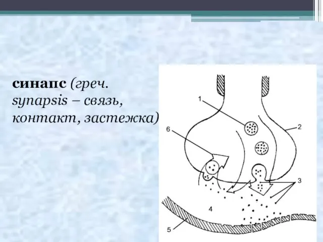 синапс (грeч. synapsis – связь, контакт, застежка)