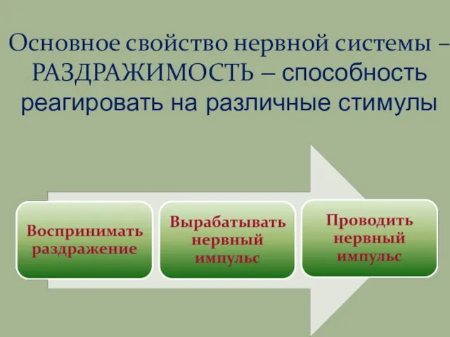 Основное свойство нервной системы – РАЗДРАЖИМОСТЬ – способность реагировать на различные стимулы