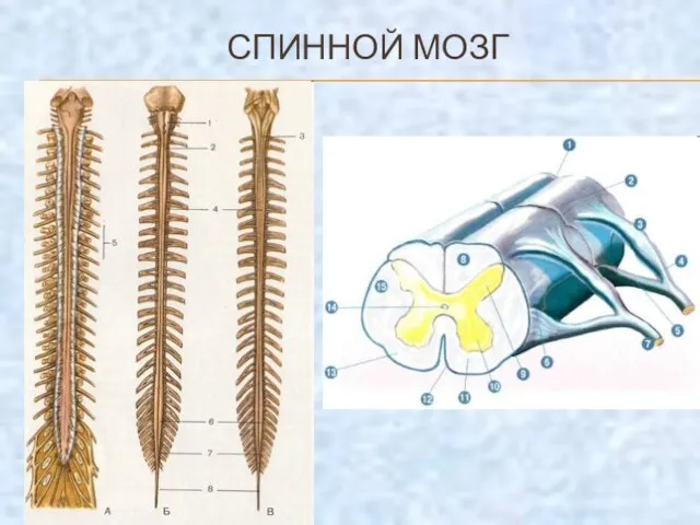 СПИННОЙ МОЗГ