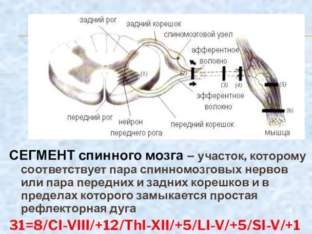 СЕГМЕНТ спинного мозга – участок, которому соответствует пара спинномозговых нервов или пара