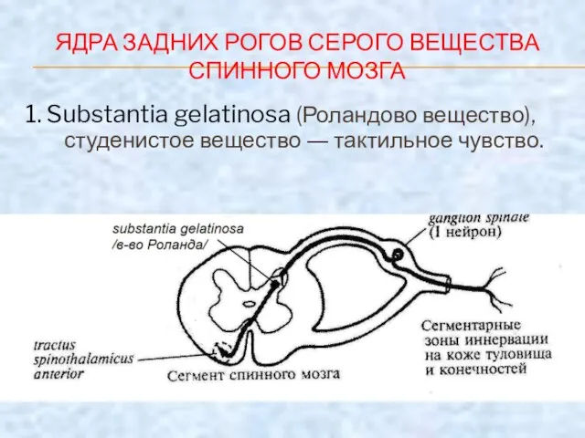 ЯДРА ЗАДНИХ РОГОВ СЕРОГО ВЕЩЕСТВА СПИННОГО МОЗГА 1. Substantia gelatinosa (Роландово вещество),