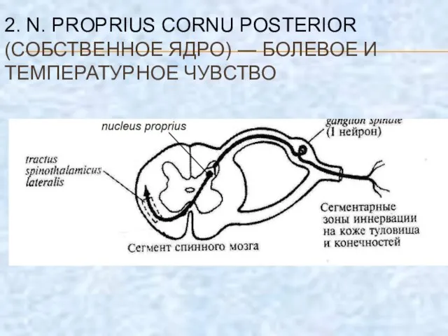 2. N. PROPRIUS CORNU POSTERIOR (СОБСТВЕННОЕ ЯДРО) ― БОЛЕВОЕ И ТЕМПЕРАТУРНОЕ ЧУВСТВО