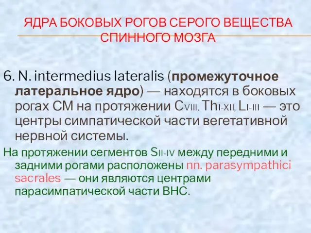 ЯДРА БОКОВЫХ РОГОВ СЕРОГО ВЕЩЕСТВА СПИННОГО МОЗГА 6. N. intermedius lateralis (промежуточное