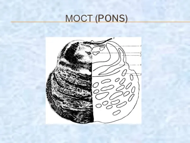 МОСТ (PONS)