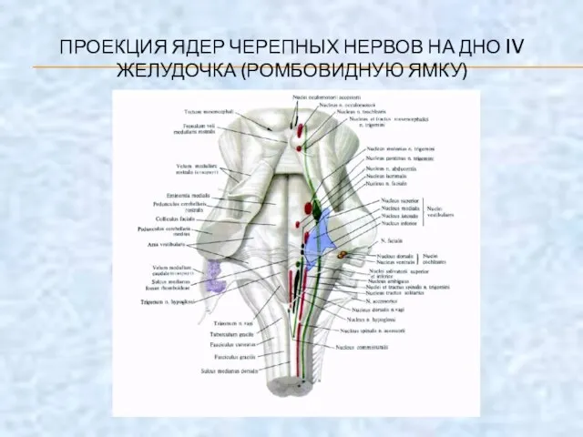 ПРОЕКЦИЯ ЯДЕР ЧЕРЕПНЫХ НЕРВОВ НА ДНО IV ЖЕЛУДОЧКА (РОМБОВИДНУЮ ЯМКУ)