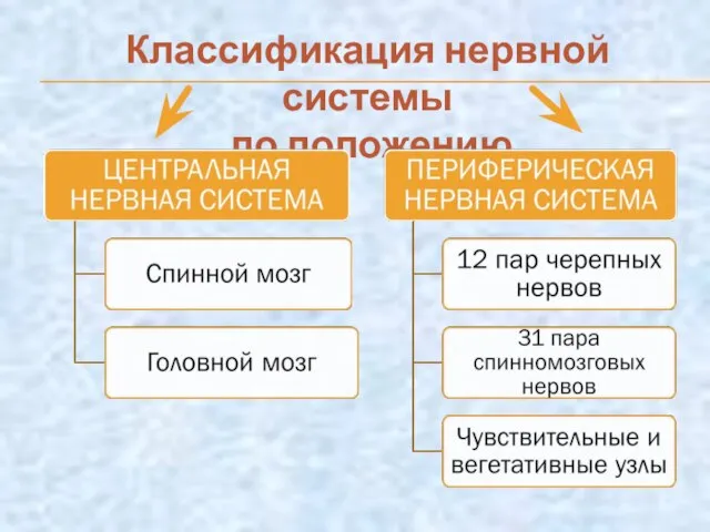 Классификация нервной системы по положению