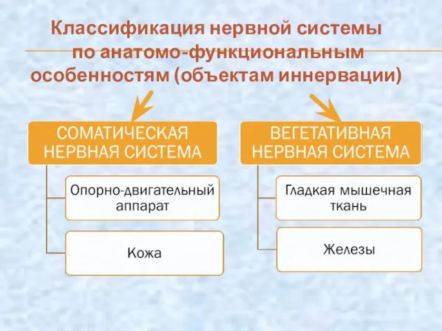 Классификация нервной системы по анатомо-функциональным особенностям (объектам иннервации)