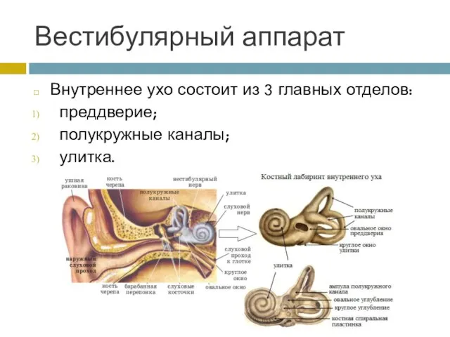 Вестибулярный аппарат Внутреннее ухо состоит из 3 главных отделов: преддверие; полукружные каналы; улитка.