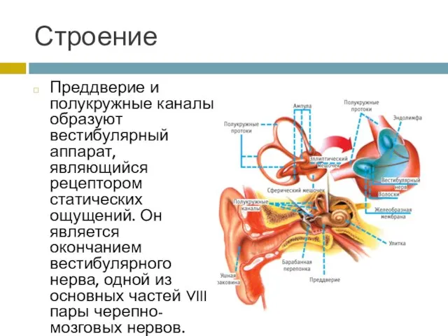 Строение Преддверие и полукружные каналы образуют вестибулярный аппарат, являющийся рецептором статических ощущений.