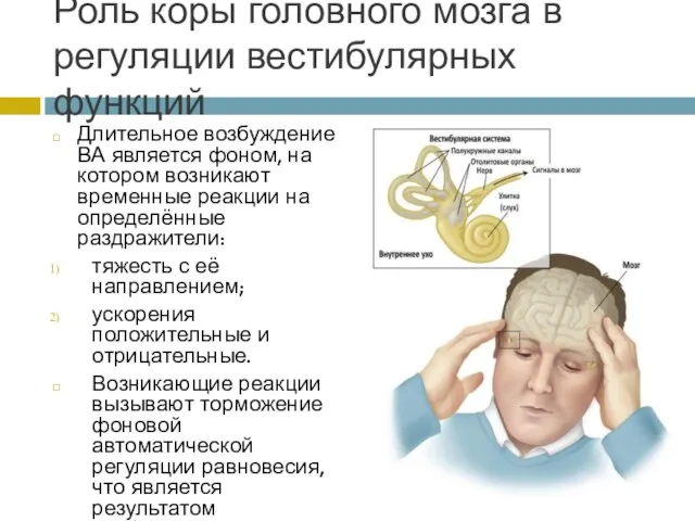 Роль коры головного мозга в регуляции вестибулярных функций Длительное возбуждение ВА является