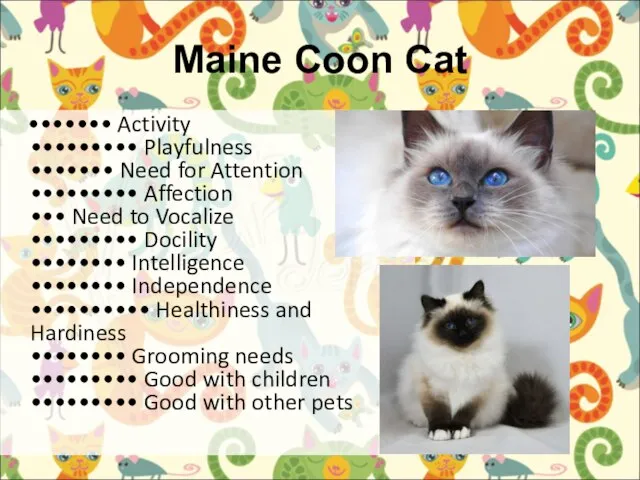 Maine Coon Cat ••••••• Activity ••••••••• Playfulness ••••••• Need for Attention •••••••••