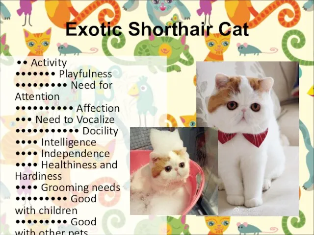 Exotic Shorthair Cat •• Activity ••••••• Playfulness ••••••••• Need for Attention ••••••••••