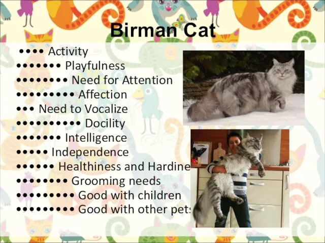 Birman Cat •••• Activity ••••••• Playfulness •••••••• Need for Attention ••••••••• Affection