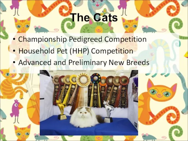 The Cats Championship Pedigreed Competition Household Pet (HHP) Competition Advanced and Preliminary New Breeds