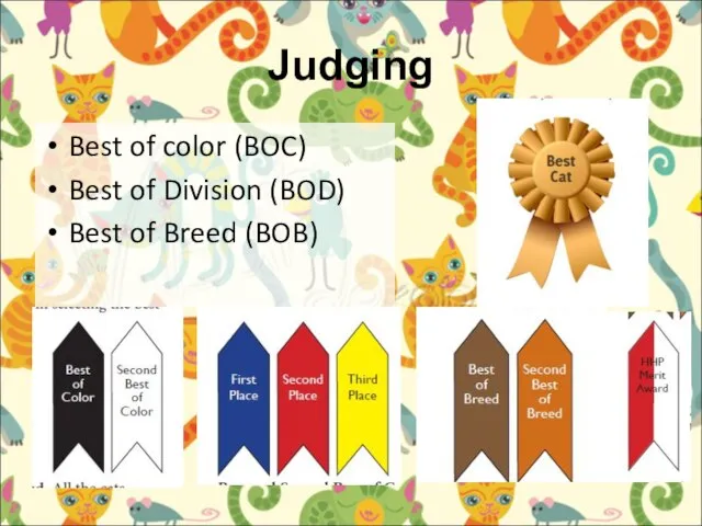 Judging Best of color (BOC) Best of Division (BOD) Best of Breed (BOB)