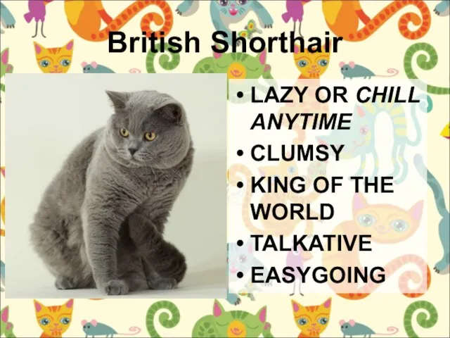 British Shorthair LAZY OR CHILL ANYTIME CLUMSY KING OF THE WORLD TALKATIVE EASYGOING