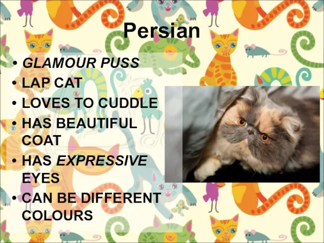 Persian GLAMOUR PUSS LAP CAT LOVES TO CUDDLE HAS BEAUTIFUL COAT HAS