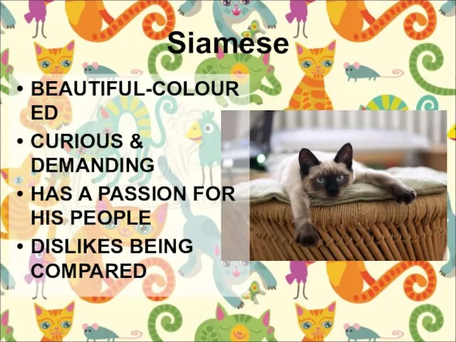 Siamese BEAUTIFUL-COLOURED CURIOUS & DEMANDING HAS A PASSION FOR HIS PEOPLE DISLIKES BEING COMPARED