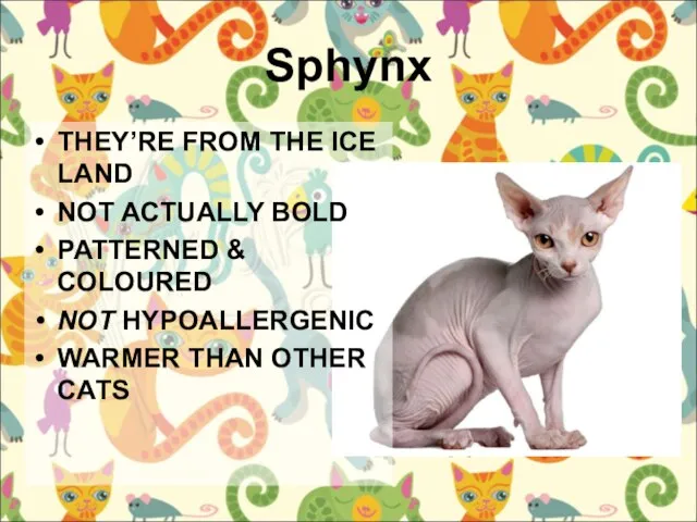 Sphynx THEY’RE FROM THE ICE LAND NOT ACTUALLY BOLD PATTERNED & COLOURED