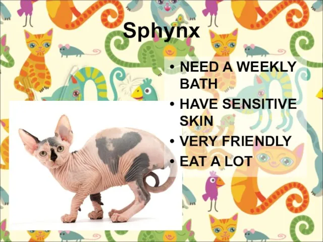 Sphynx NEED A WEEKLY BATH HAVE SENSITIVE SKIN VERY FRIENDLY EAT A LOT