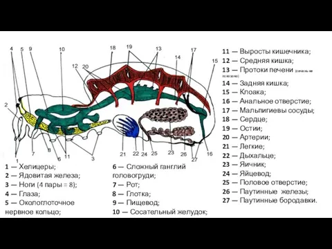 11 — Выросты кишечника; 12 — Средняя кишка; 13 — Протоки печени