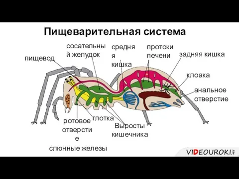 Пищеварительная система ротовое отверстие глотка слюнные железы пищевод сосательный желудок средняя кишка