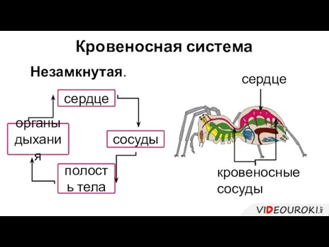 Кровеносная система Незамкнутая. сердце сосуды полость тела органы дыхания сердце кровеносные сосуды