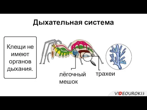 Дыхательная система лёгочный мешок трахеи Клещи не имеют органов дыхания.