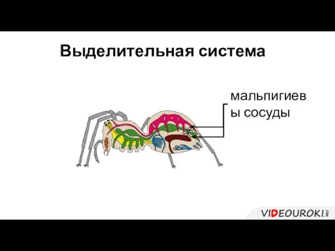 Выделительная система мальпигиевы сосуды