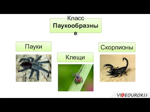 Класс Паукообразные Пауки Скорпионы Клещи