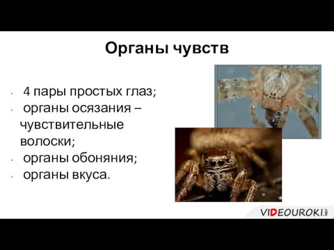 Органы чувств 4 пары простых глаз; органы осязания – чувствительные волоски; органы обоняния; органы вкуса.