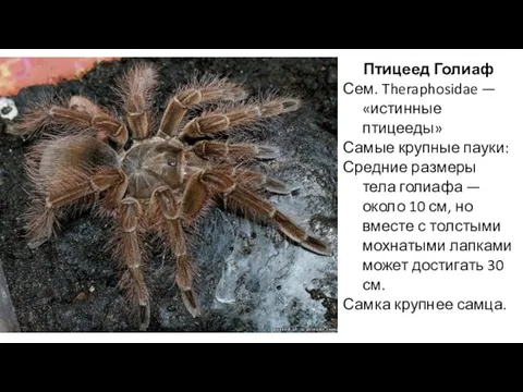 Птицеед Голиаф Сем. Theraphosidae — «истинные птицееды» Самые крупные пауки: Средние размеры