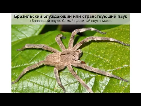Бразильский блуждающий или странствующий паук «Банановый паук». Самый ядовитый паук в мире.