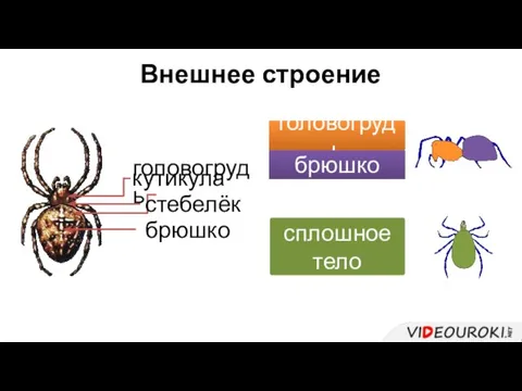 Внешнее строение кутикула головогрудь брюшко сплошное тело головогрудь брюшко стебелёк