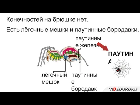 Конечностей на брюшке нет. Есть лёгочные мешки и паутинные бородавки. лёгочный мешок