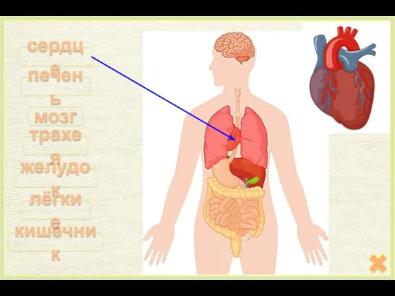 сердце кишечник мозг желудок лёгкие печень трахея