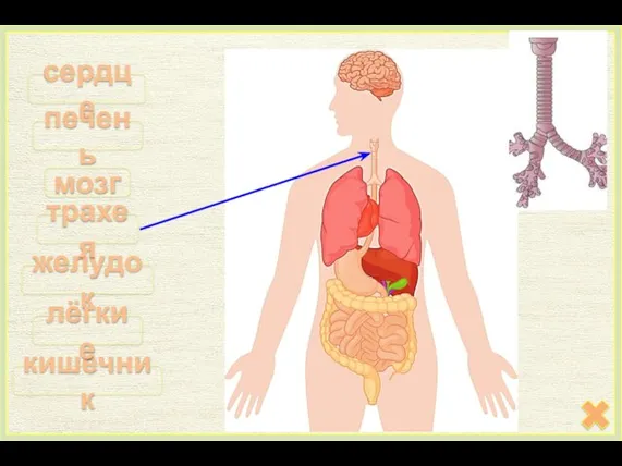 сердце кишечник мозг желудок лёгкие печень трахея