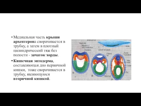 Медиальная часть крыши архентерона сворачивается в трубку, а затем в плотный цилиндрический