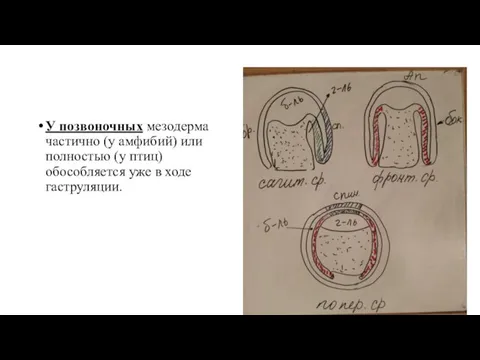 У позвоночных мезодерма частично (у амфибий) или полностью (у птиц) обособляется уже в ходе гаструляции.