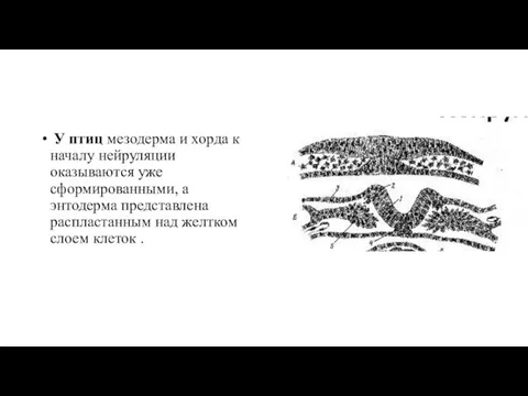 У птиц мезодерма и хорда к началу нейруляции оказываются уже сформированными, а