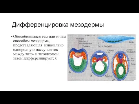 Дифференцировка мезодермы Обособившаяся тем или иным способом мезодерма, представляющая изначально однородную массу