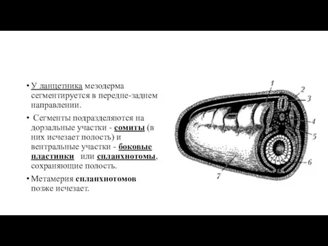 У ланцетника мезодерма сегментируется в передне-заднем направлении. Сегменты подразделяются на дорзальные участки